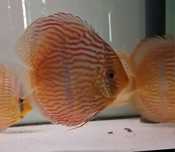 Wild discus Heckel cross dyskowce paletki