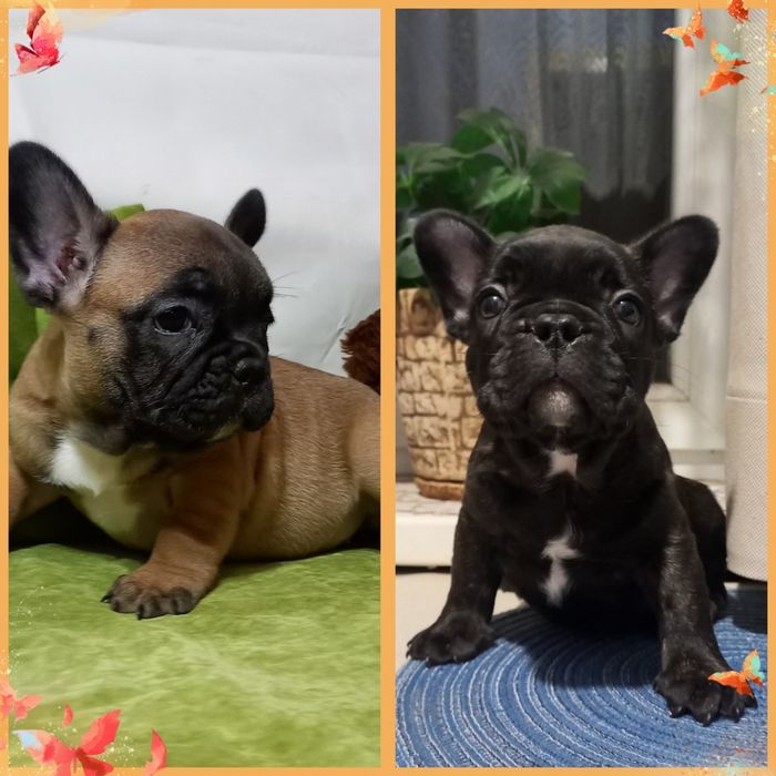 Милі та розумні цуцики