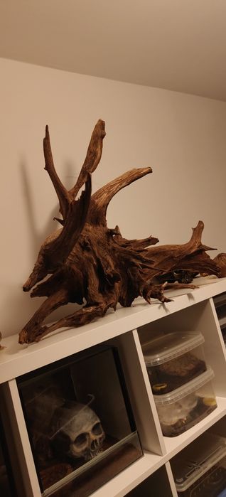 Korzeń XXL do akwarium lub terrarium