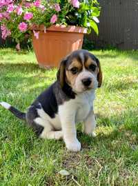 Piękny szczeniak Beagle Tricolor