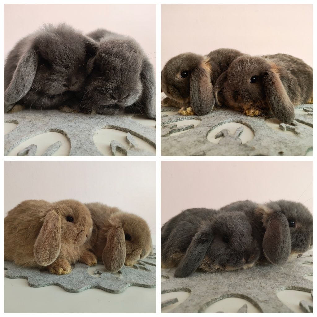 Króliki Mini -Lop