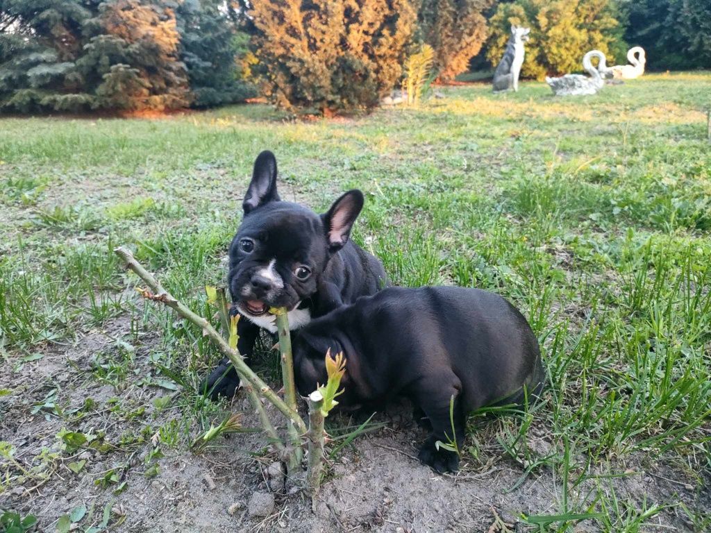 Buldog francuski Buldogi buldożek szczeniaczek