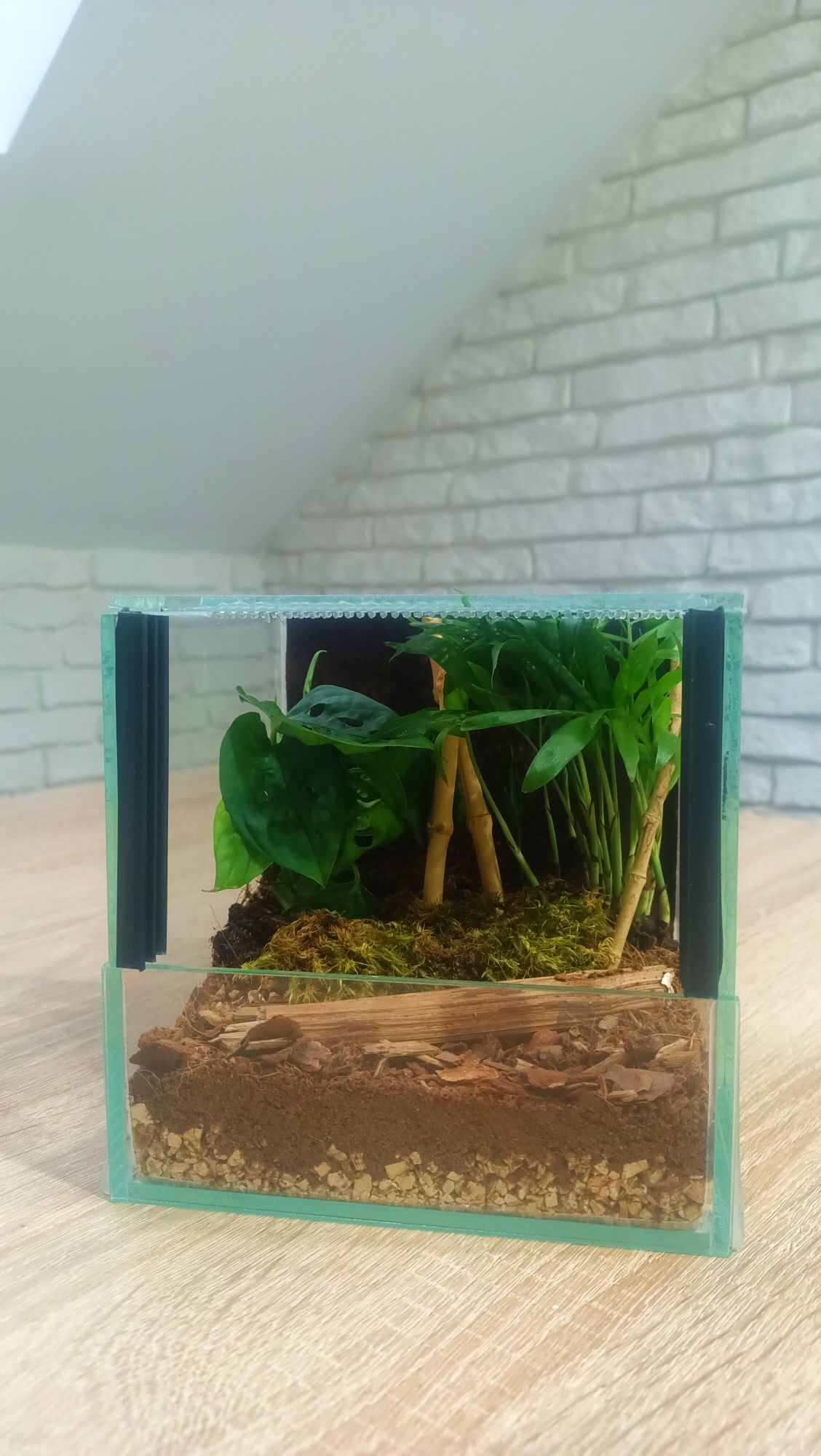 Gotowe Terrarium 15x15x15 Żywe Rośliny+GRATIS