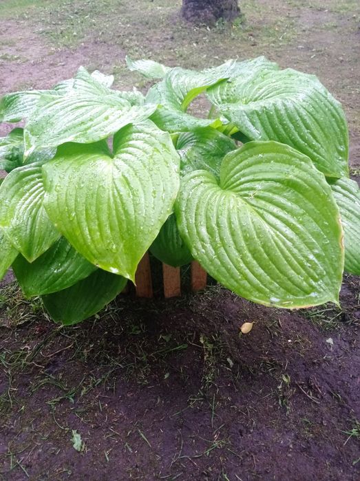 Лунария( лунник) цветок. Хоста.