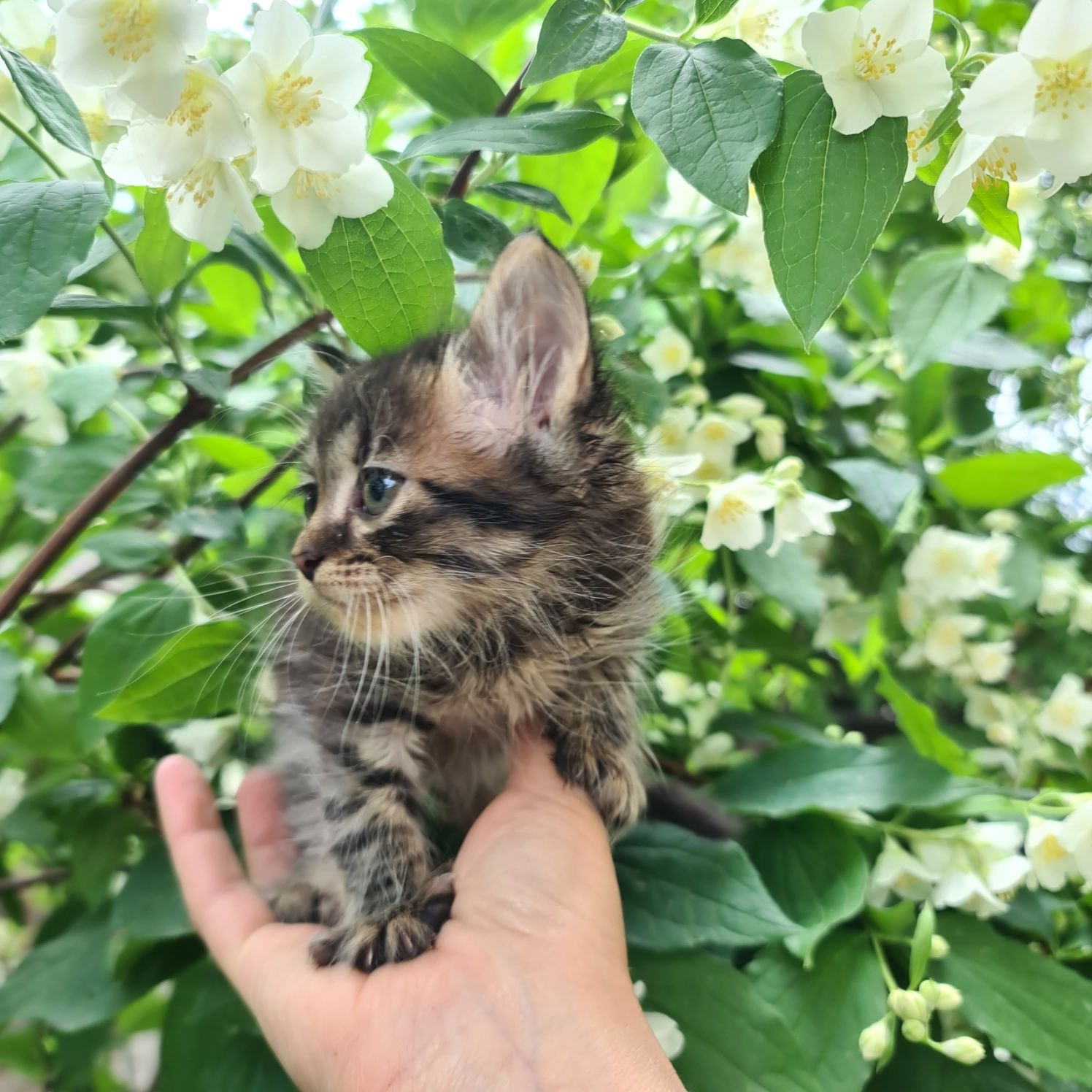 Гарненький котик дівчинка