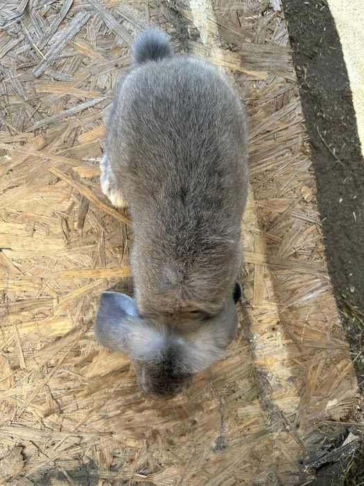 Kroliki młode barany francuskie