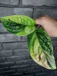Monstera Karstenianum Peru Variegata #1