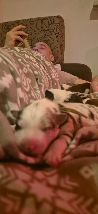 Border collie piesek red merle