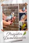 Vendo Piriquitos Australianos