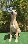 Whippet macho com lop