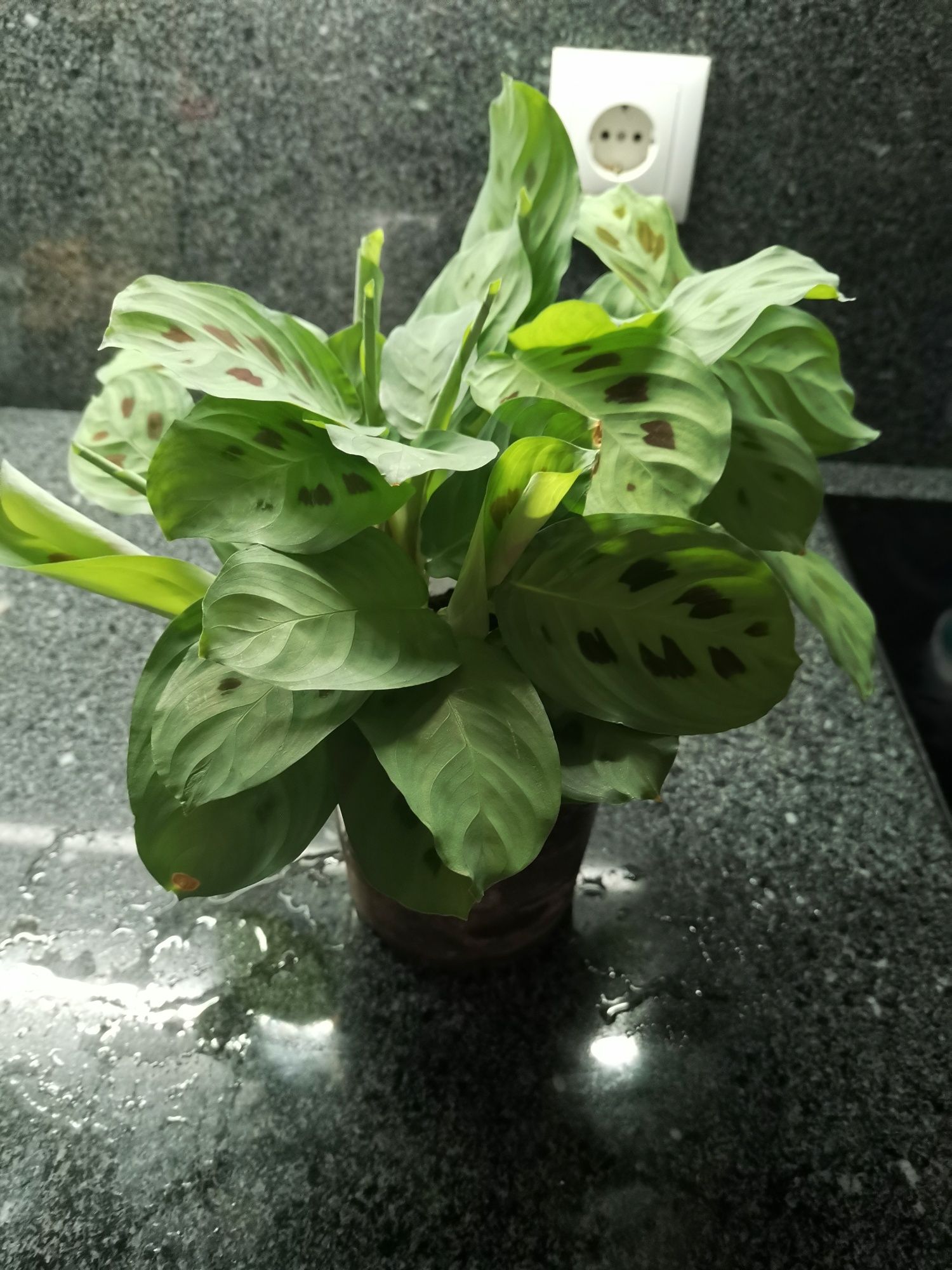 Planta viçosa, conforme fotos