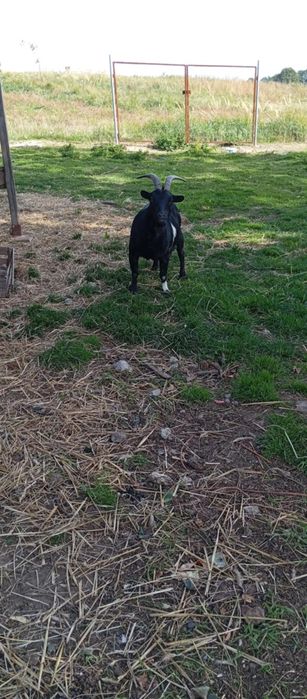 Sprzedam kozę miniaturkę