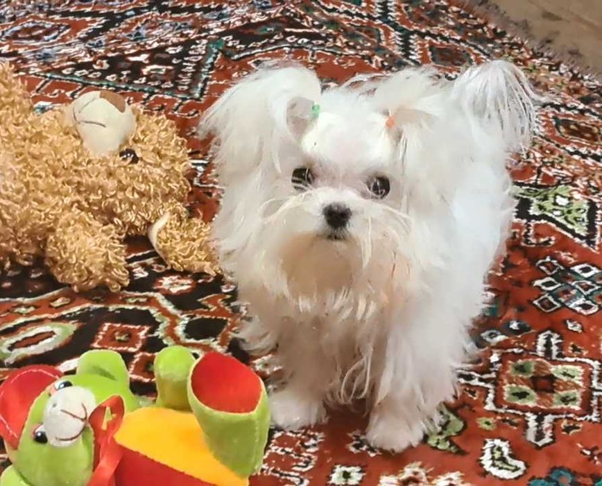 Крохотный мальчик мальтезе в современном корейском типе.