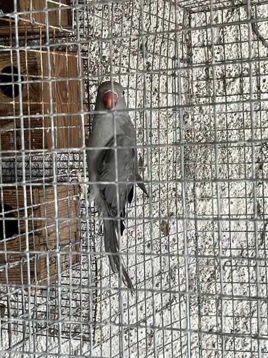 Ring Necks 2025 anilhados