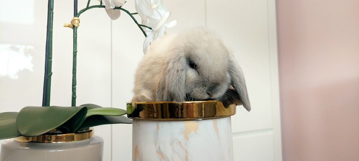 Mini Lop królik gotowe do odbioru