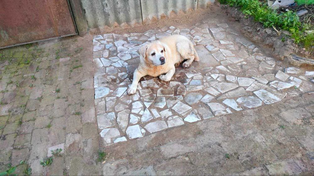 Лабрадор вязка шукаєм дівчинку