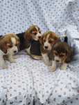 Beagle suczka tel.-5.7.5.3.0.2.0.3.9.