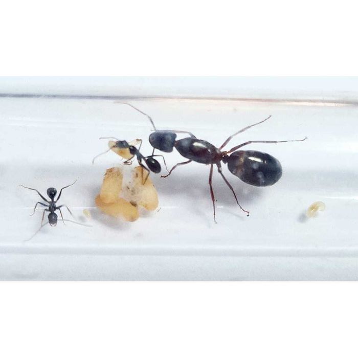 Муравьи Camponotus sylvaticus – купить с муравьиной фермой