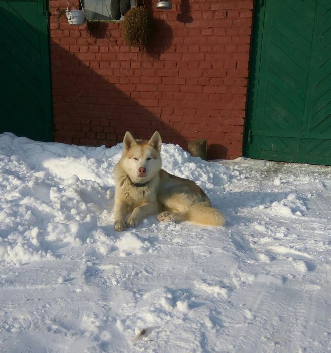 Кобель хаскі в'язка.