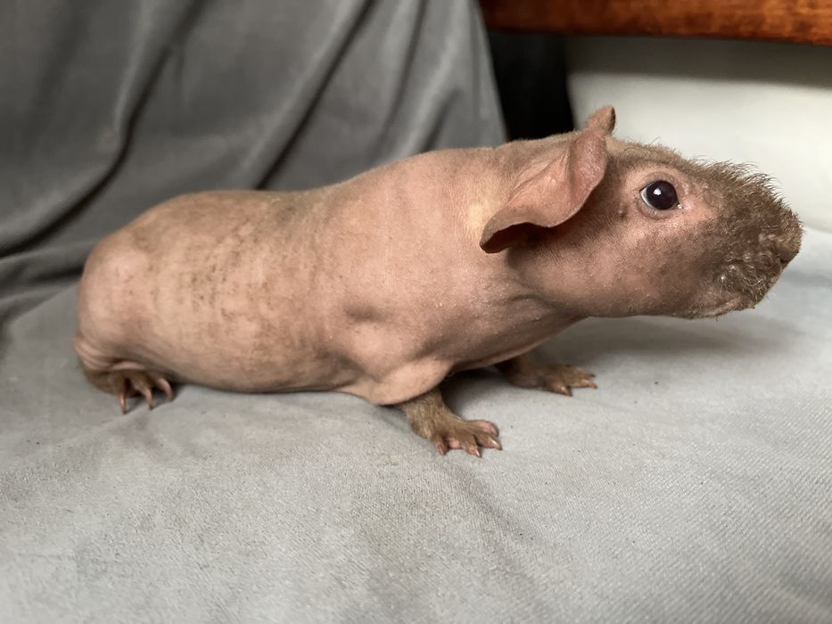 Świnki morskie Skinny - chłopaki, wysyłam