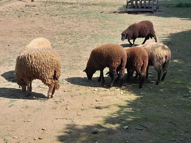 Vende-se ovelhas e cabras