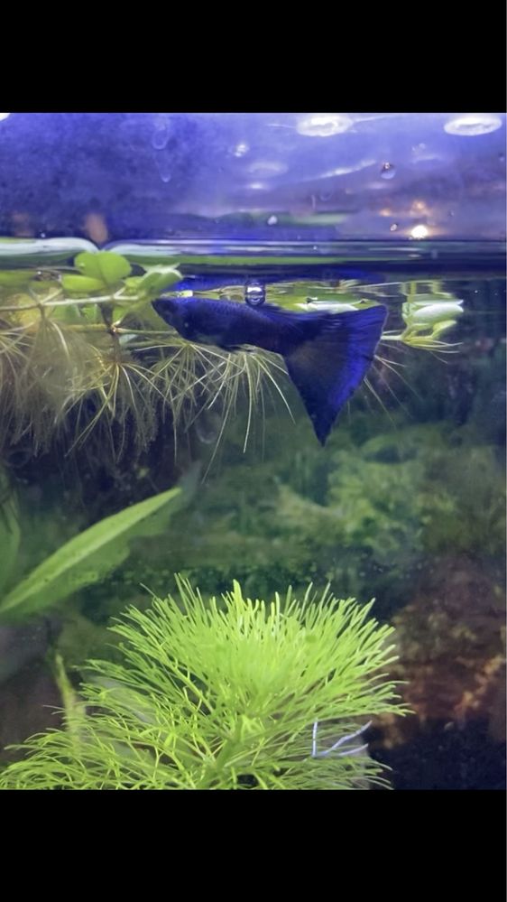 Guppys alevins/ juvenis/ ninhada