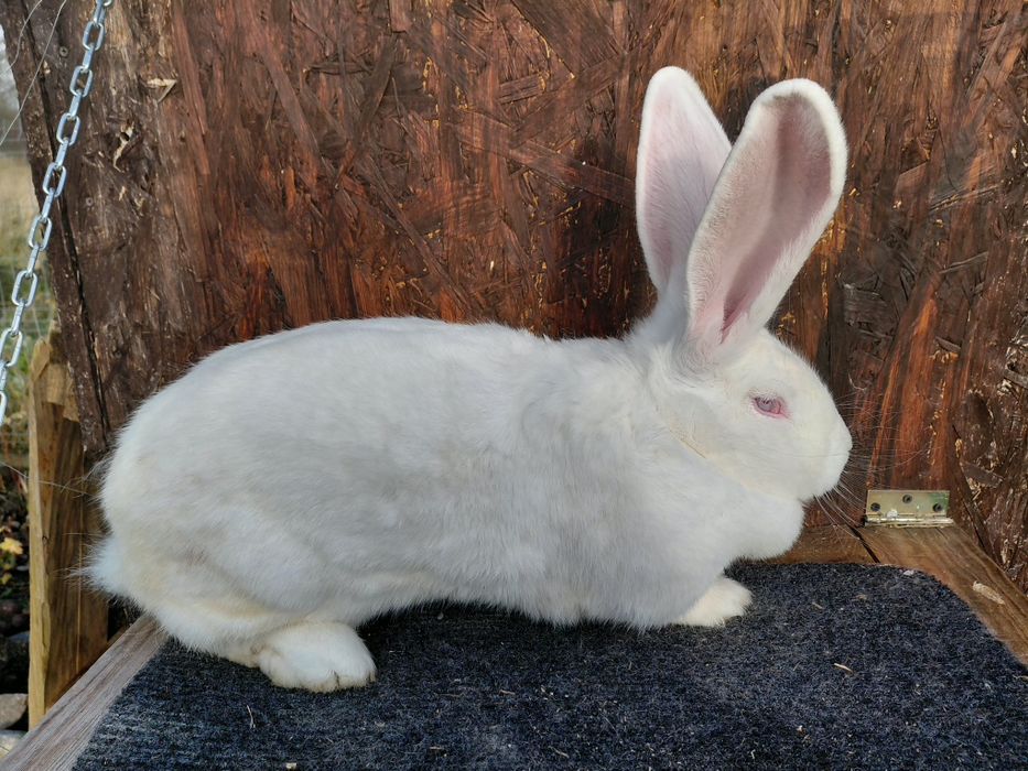 belgijski olbrzym biały