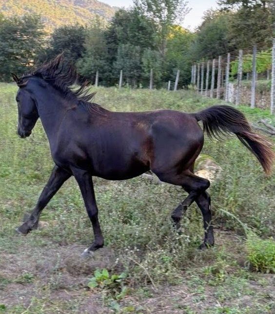 Cavalo puro sangue arabe