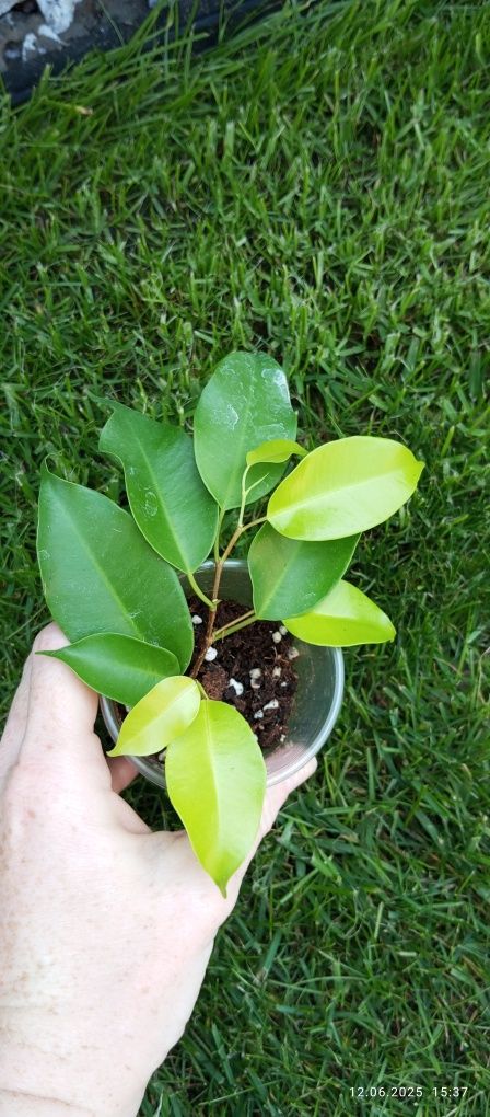 Ficus Benjamina Esther