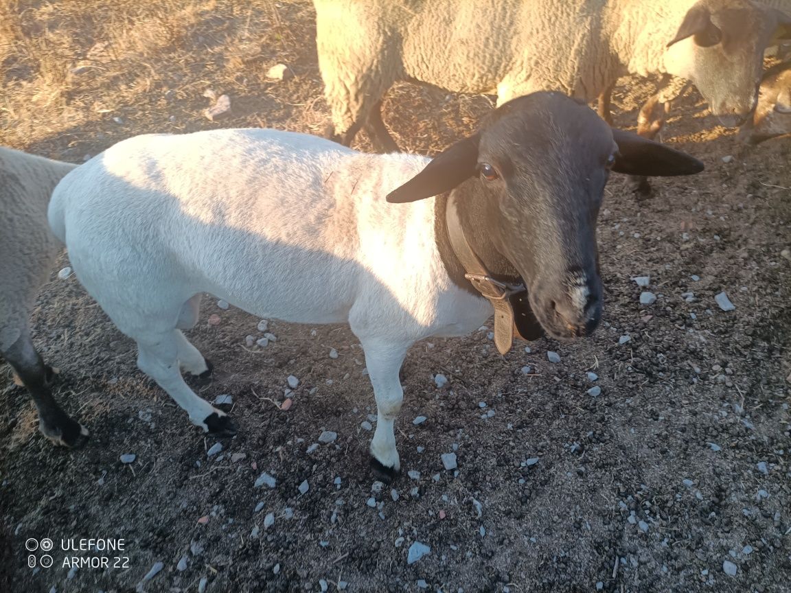 Carneiro Dorper Puro