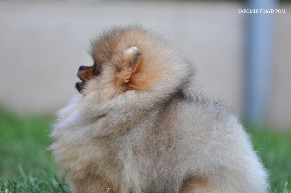 Улюбленець тіктоку з пару мільйонами переглядів