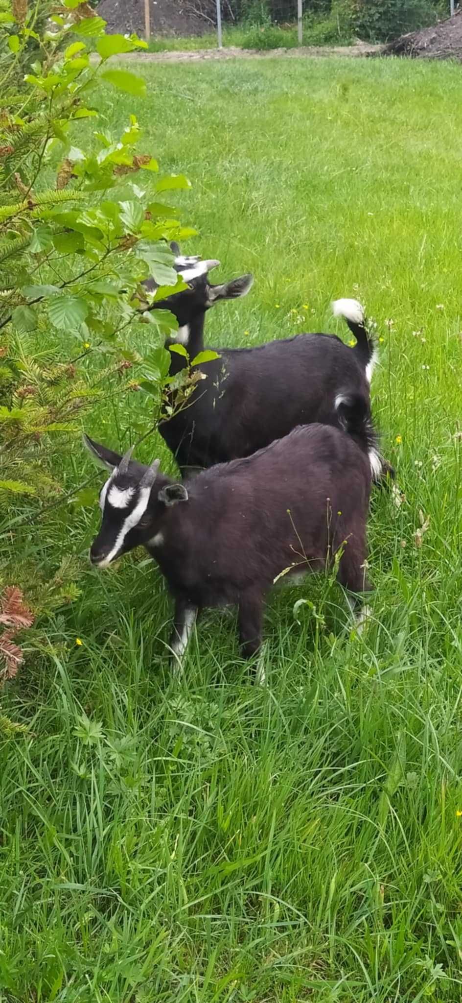 Kózka, kozy młode