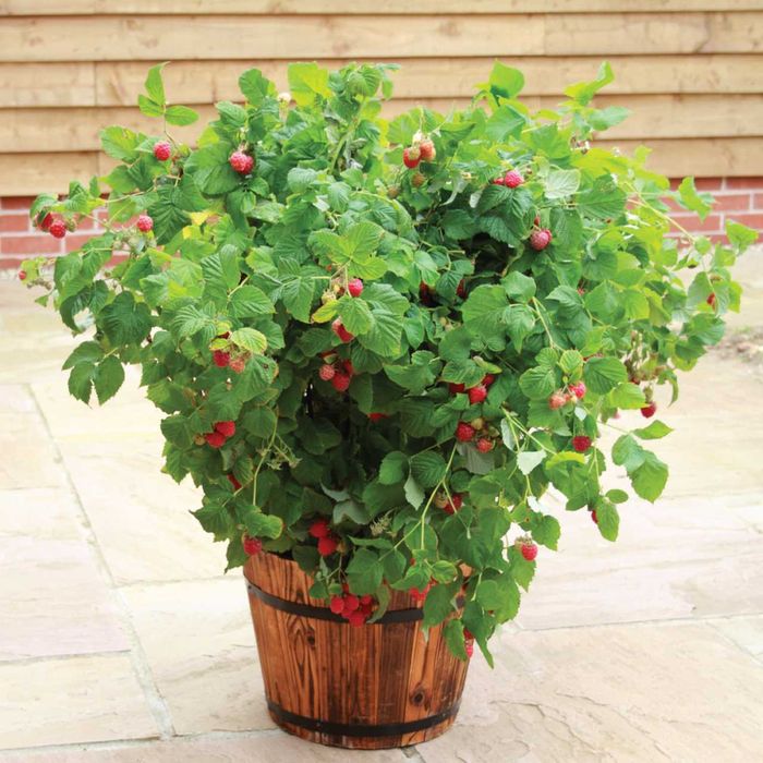 Framboesas de Vaso para pateo ou varanda