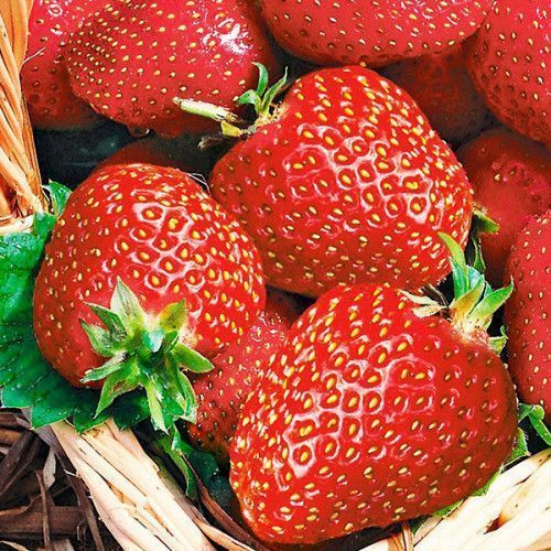 Саджанці полуниці ОПТ–Роздріб / Саженцы клубники ОПТ–Розница