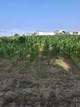 Terreno Rustico venda