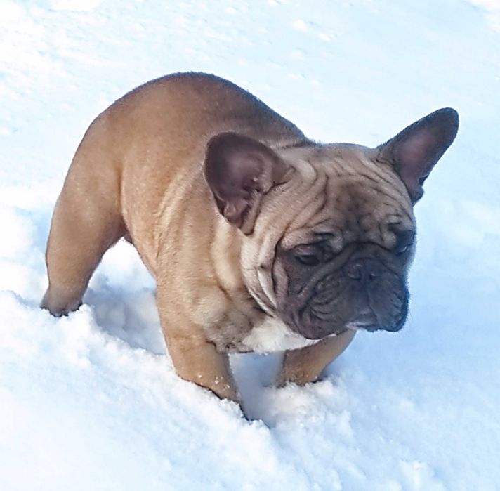 Вязка Французский бульдог палевого окраса