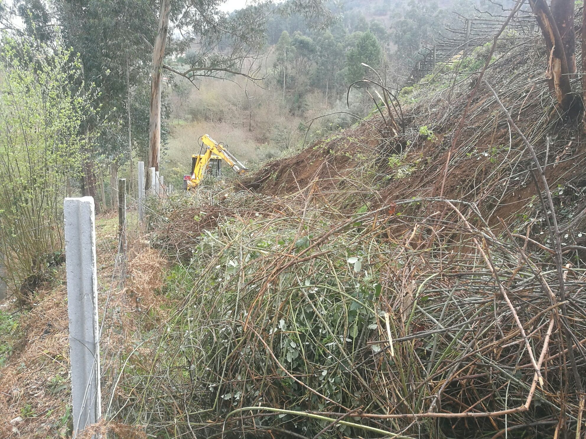 Limpezas florestais