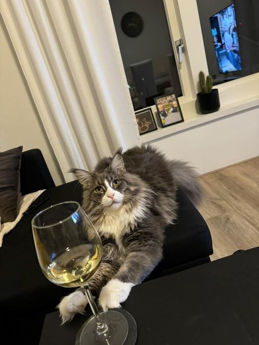 Kilan kocurek Maine coon