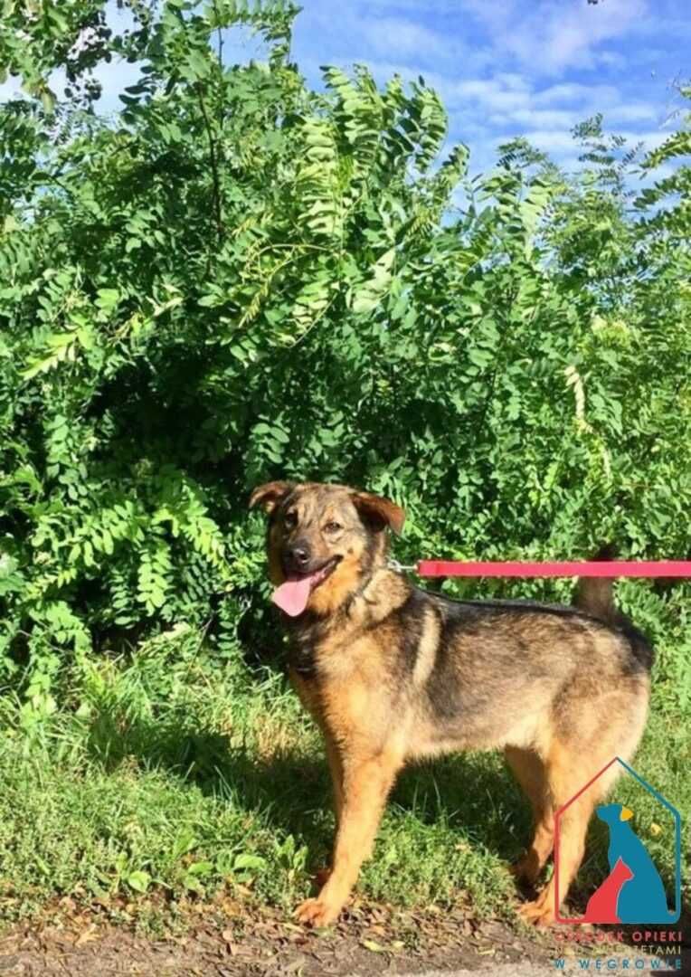 Bardzo miły fajny piesek Joker szuka domu! Adoptuj!