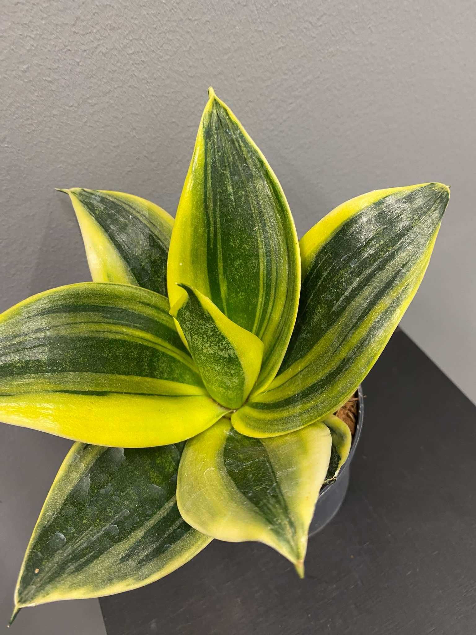 Sansevieria trifasciata 'Hahnii' Flaming