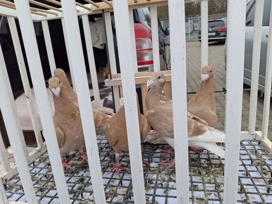 Gołebie Rzeszowskie