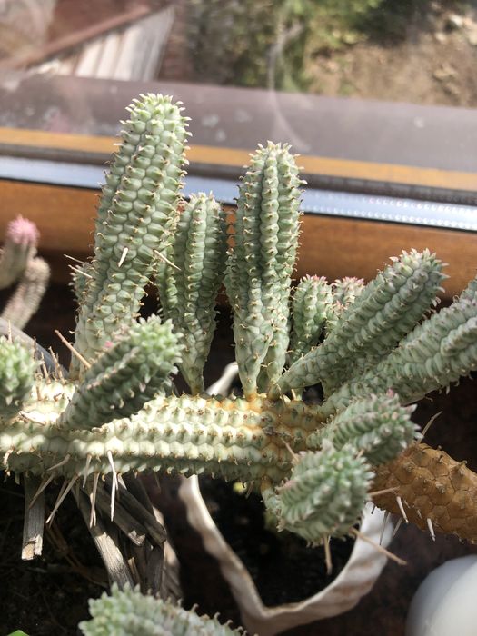 Piekny albinos unikat