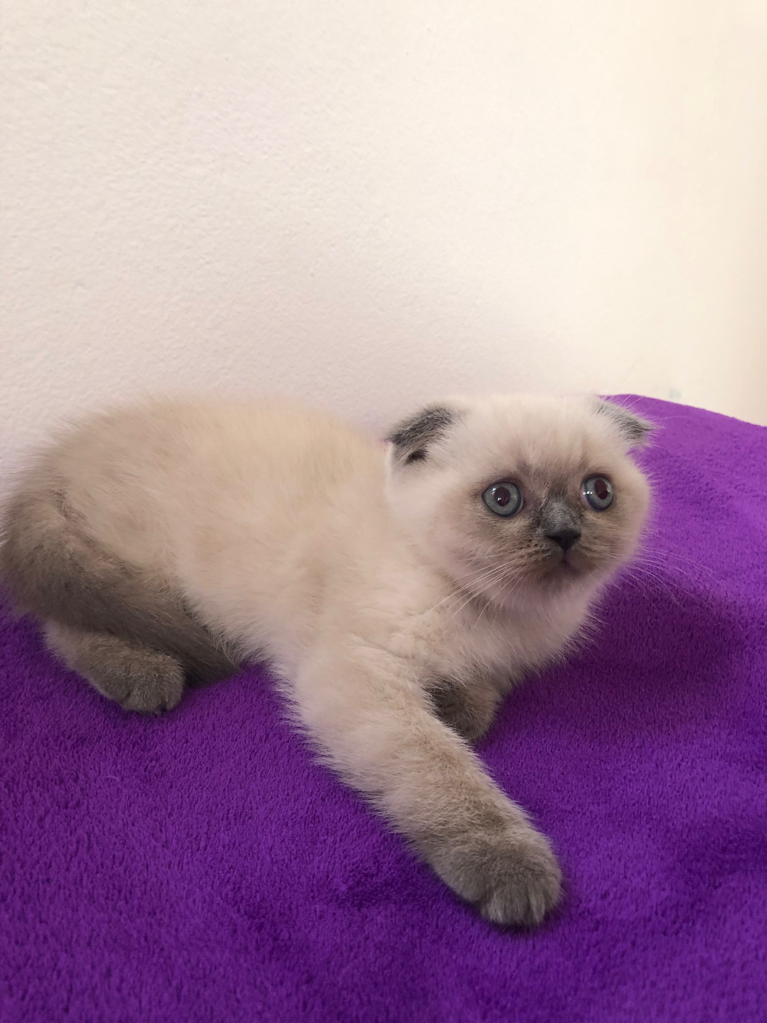 Fêmea Scottish Fold Blue Point