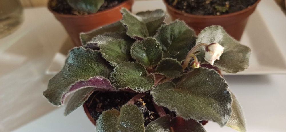 Сортова фіалка продам.