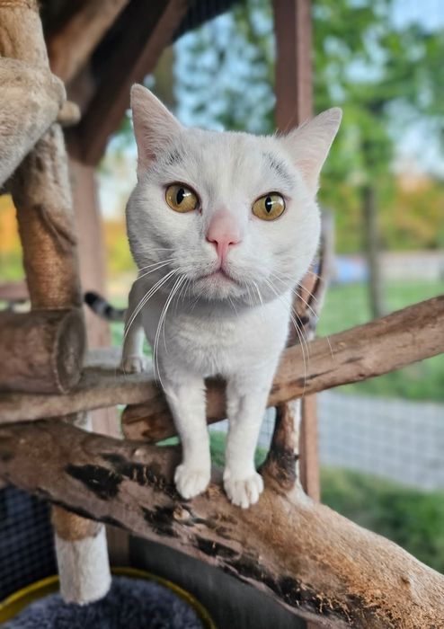 Kocurek Kortez czeka na dom