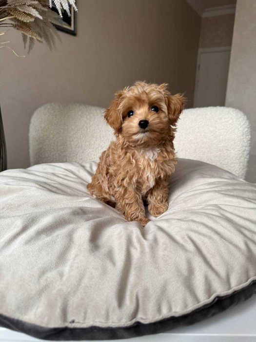 Хлопчик Мальтіпу F1