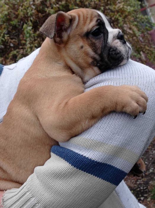 Доставка тварин, Перевезення тварин. Черкаси. Переїзд. Трансфер