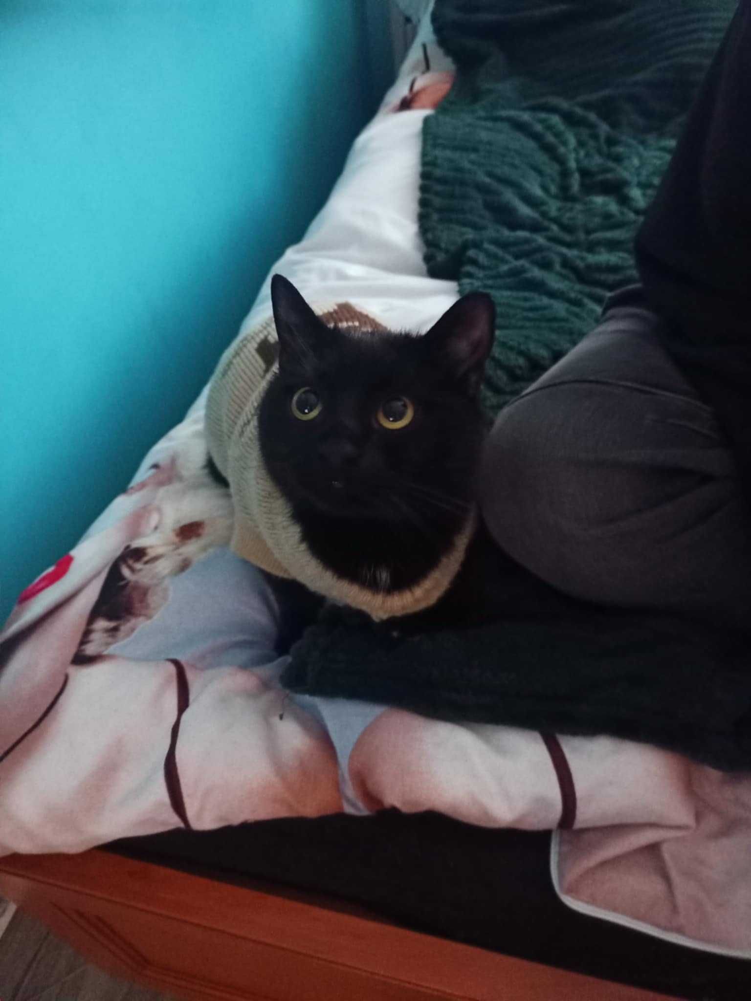 Kot do adopcji - Ciciuni