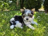 York Yorkshire Terrier Biewer urocza suczka