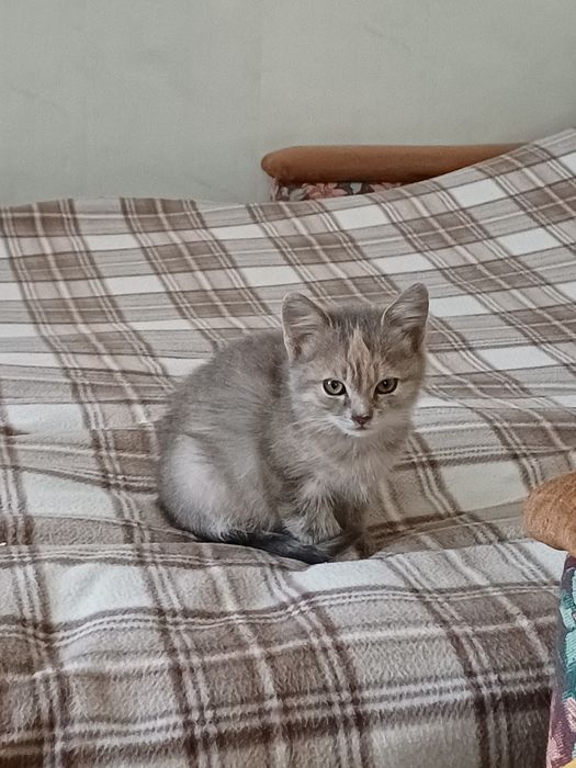 Маленьке кошеня. 2 місяці